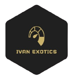 Luxury Car Rentals in New York | Ivan Exotics